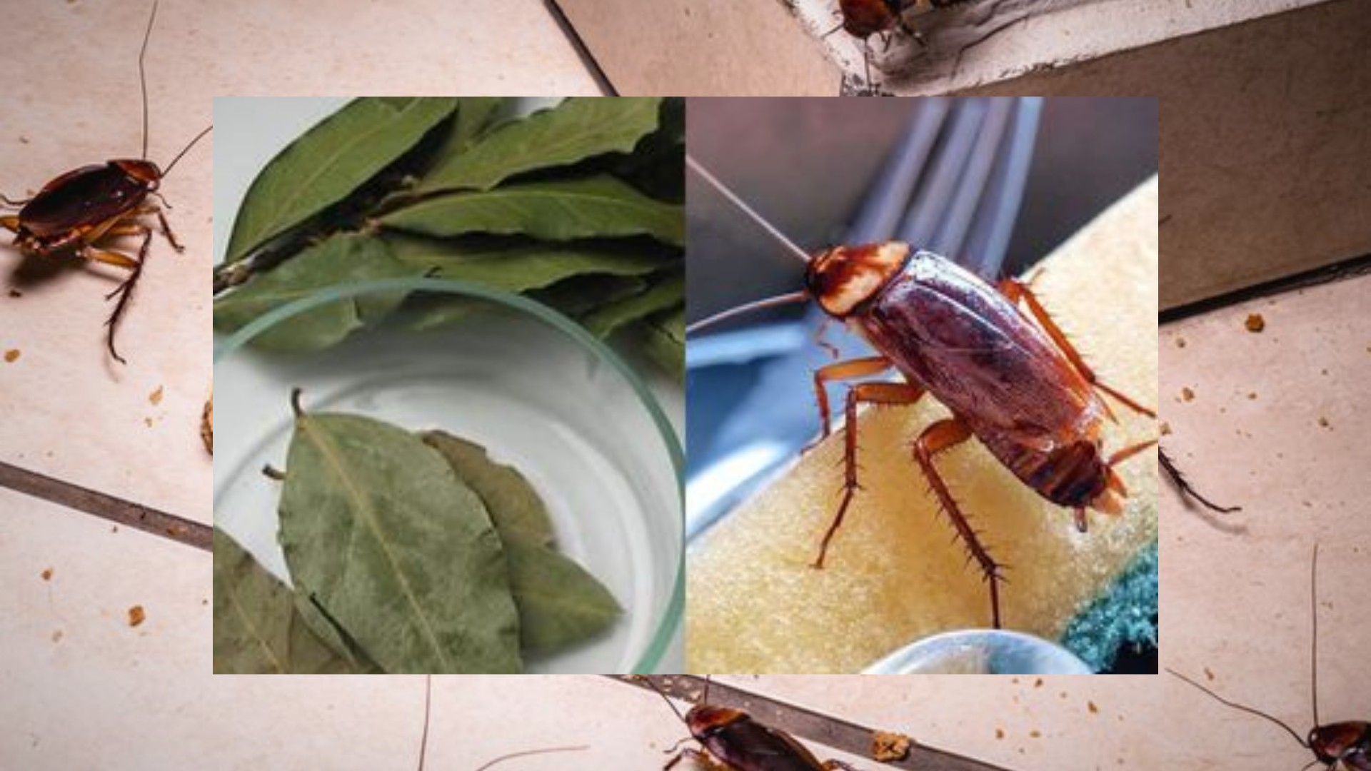 7 Cara Alami Usir Kecoak dari Dapur dan Rumah