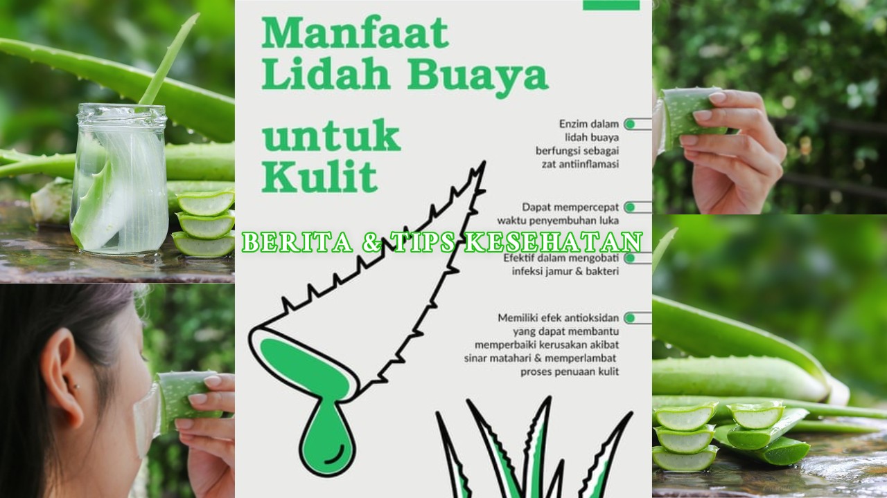 Manfaat Lidah Buaya untuk Kesehatan Tubuh dan Kulit