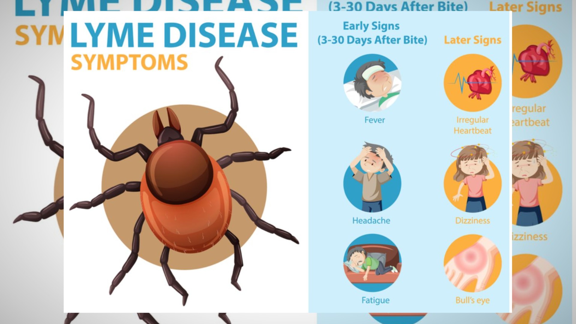 Lyme Disease Penyebab, Gejala, dan Cara Pengobatan Efektif