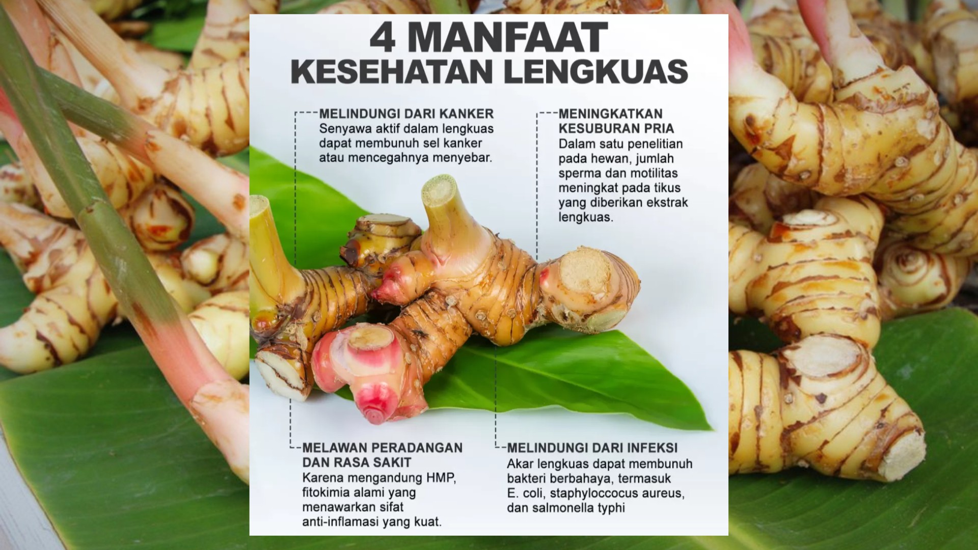 Manfaat Lengkuas Rahasia Sehat Alami Cegah Penyakit