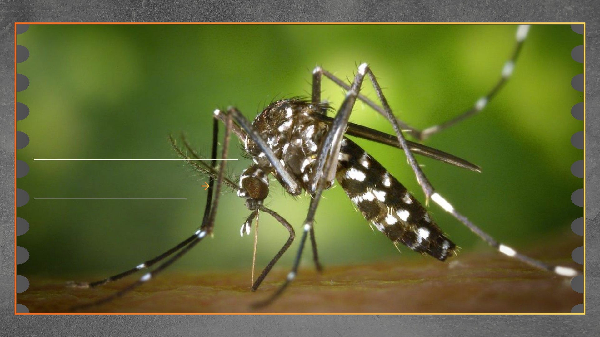 Chikungunya Merebak di Sragen, Warga Diminta Waspada