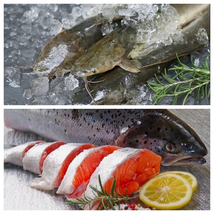 Ikan Lele vs Salmon Mana Lebih Bergizi