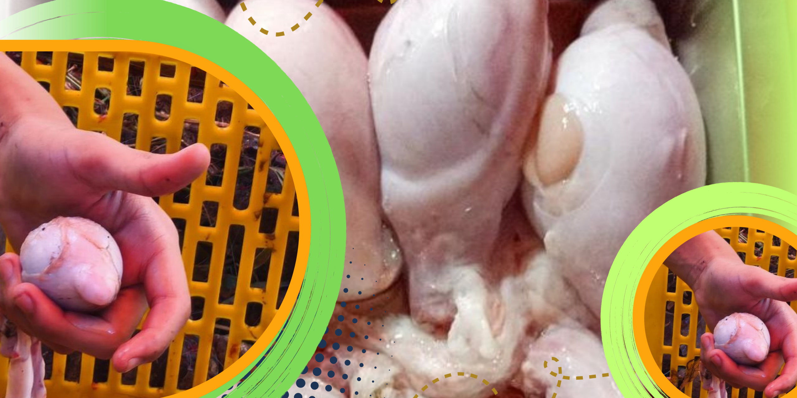 Fakta Medis Torpedo Kambing dan Vitalitas Pria